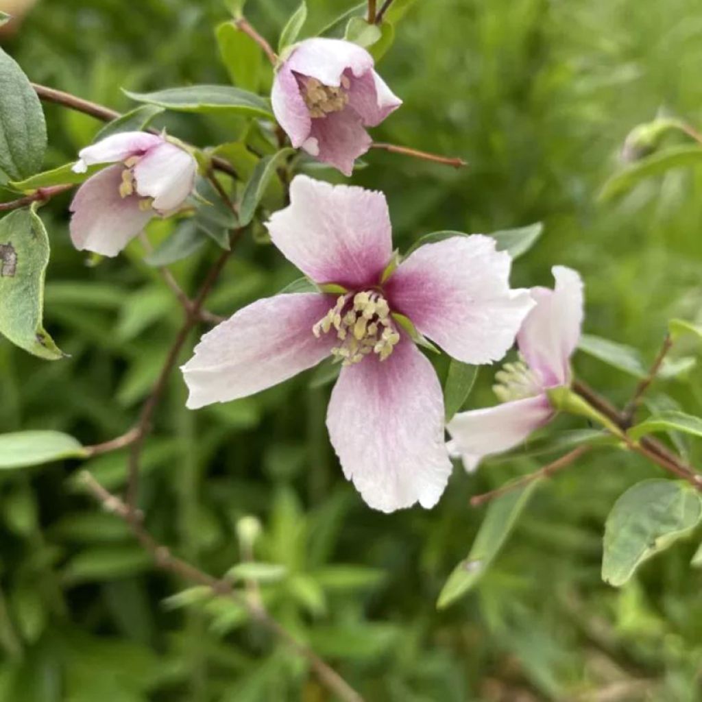 Philadelphus Petite Perfume Pink