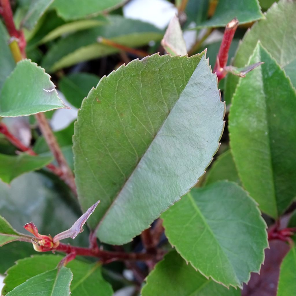 Photinia fraseri Red Robin