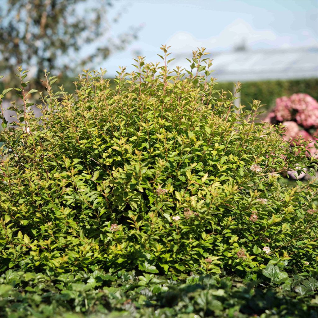 Physocarpus opulifolius Raspberry Lemonade - Ninebark