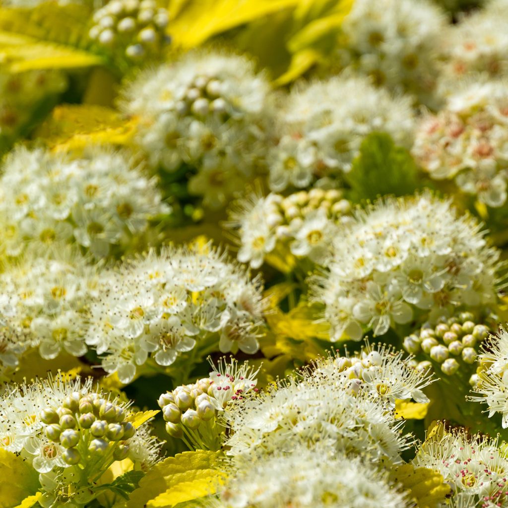 Physocarpus opulifolius Nugget