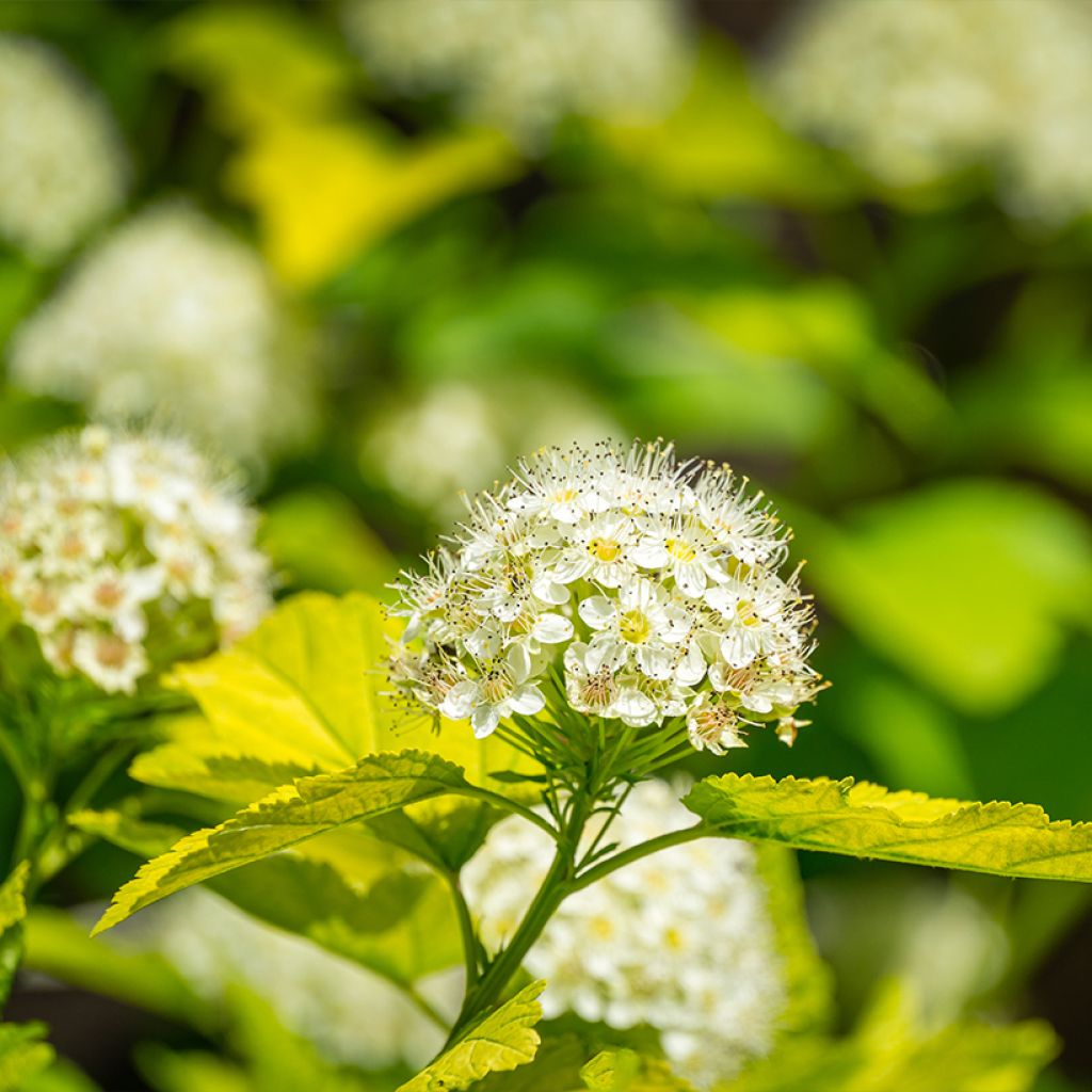 Physocarpus opulifolius Nugget