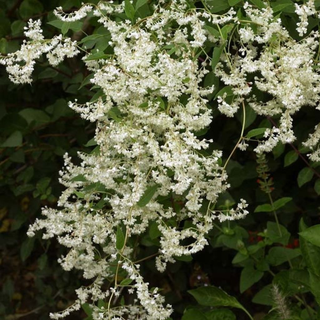 Renouée grimpante - Fallopia aubertii en pot de 4.5L