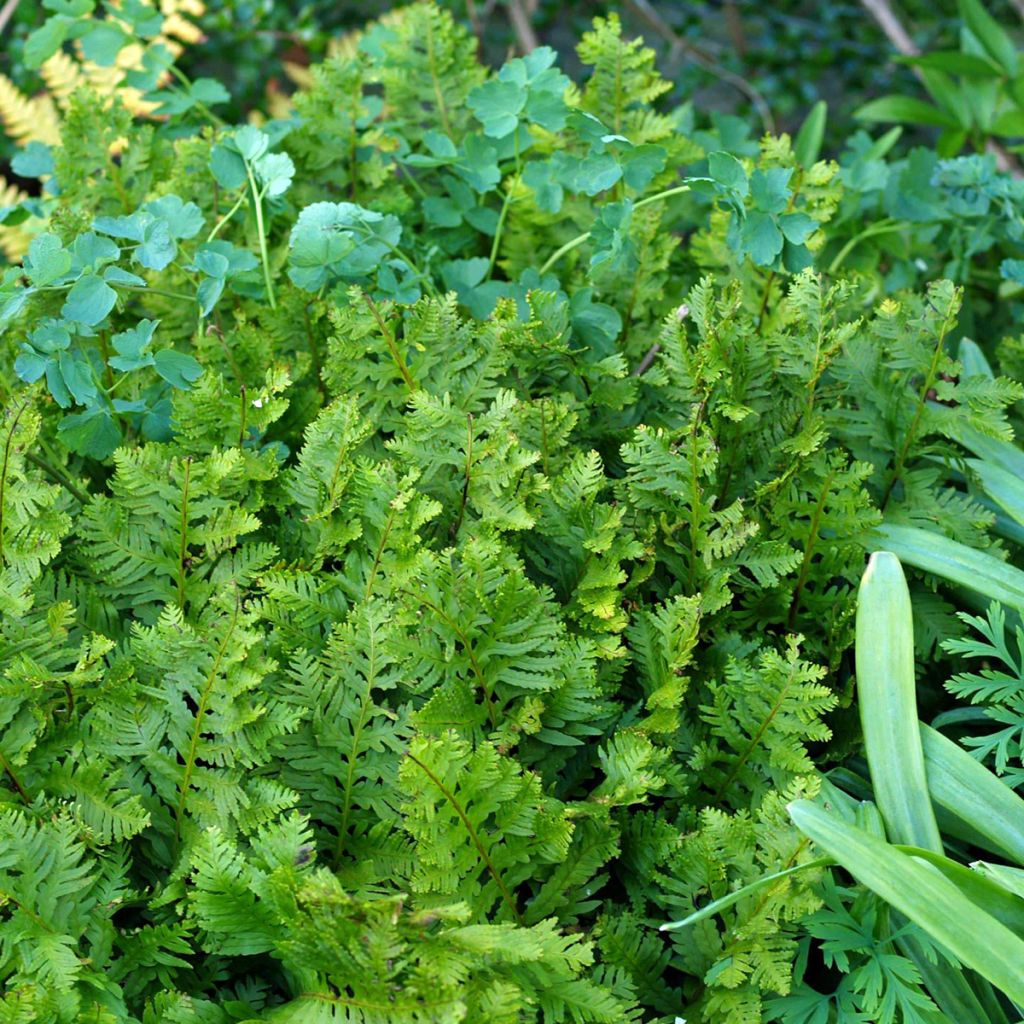 Polypodium cambricum Oakleyae