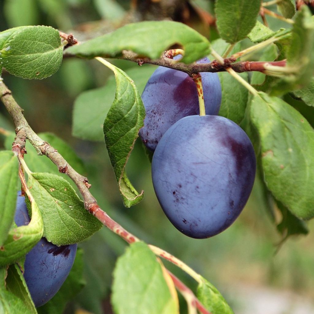 Prunus domestica Royale de Tours - Common plum