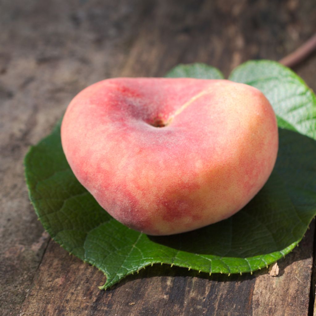 Prunus persica Flatqueen - Flat Peach tree