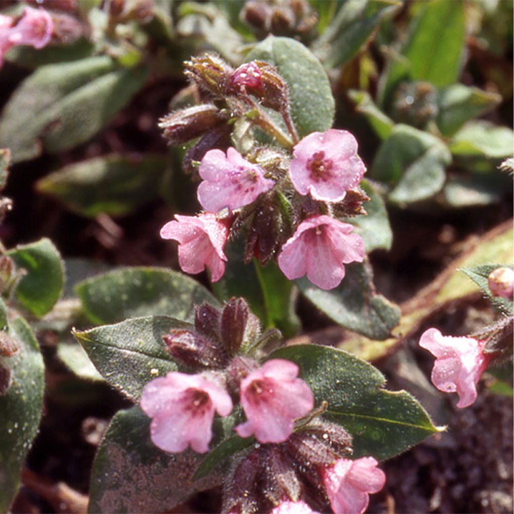 Pulmonaria saccharata Dora Bielefeld - Lungwort