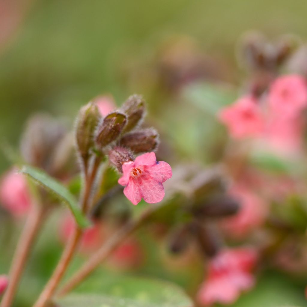 Pulmonaria saccharata Dora Bielefeld - Lungwort