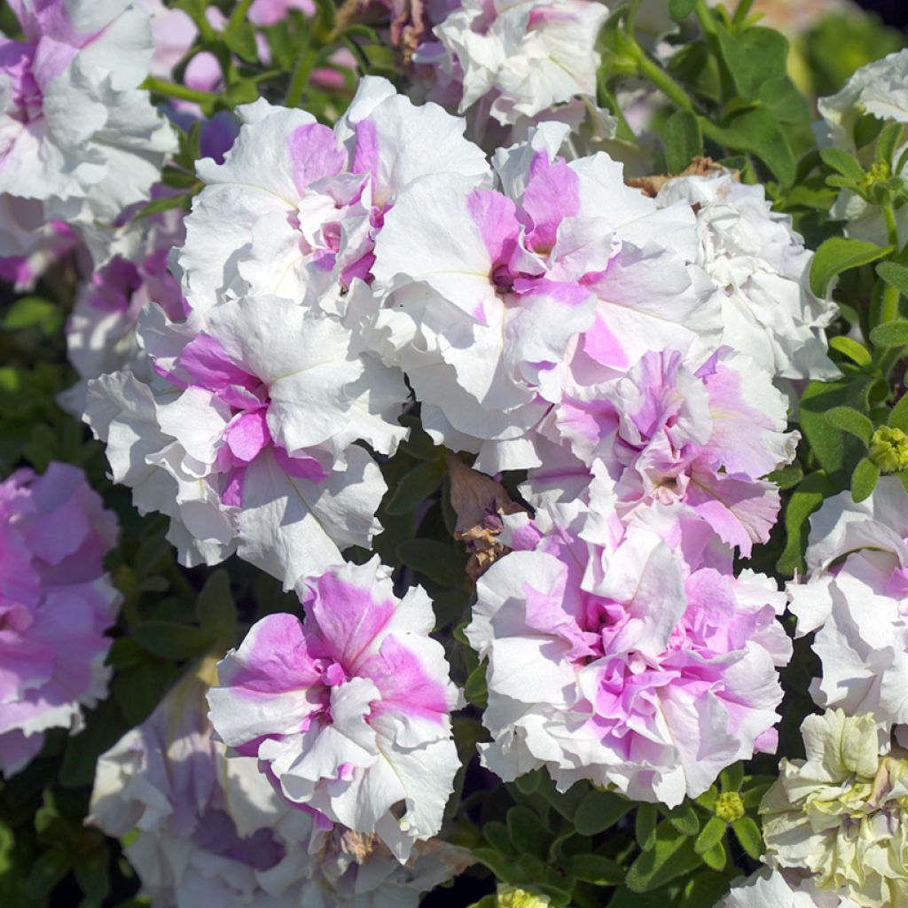 Petunia Cascade Pink Orchid Mist F1 Seeds