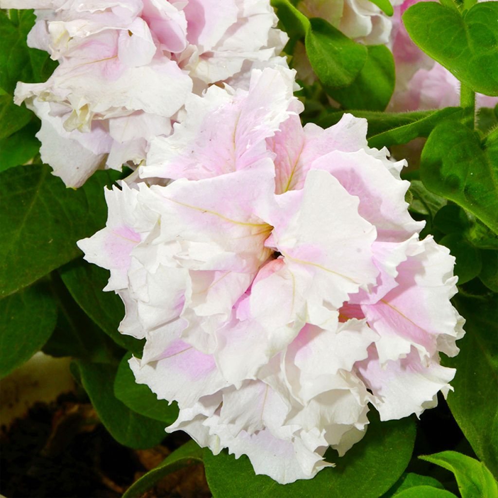 Petunia Cascade Pink Orchid Mist F1 Seeds