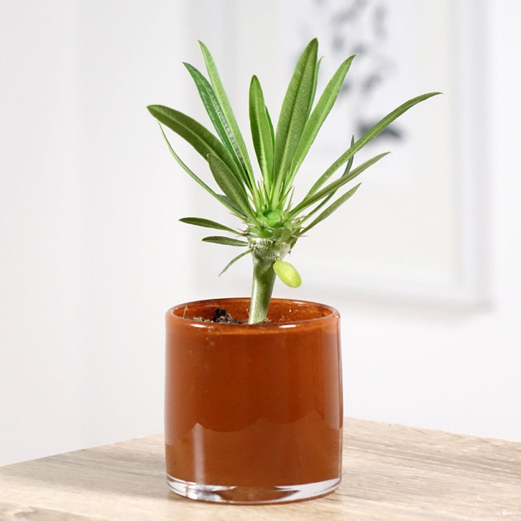 Pachypodium lamerei - Madagascar palm