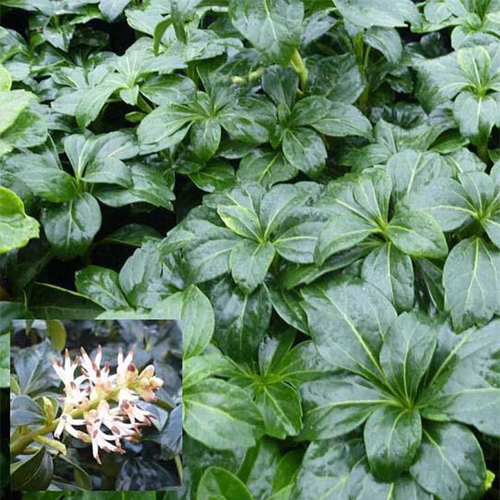 Pachysandra terminalis Green Sheen - Pachysandre du Japon