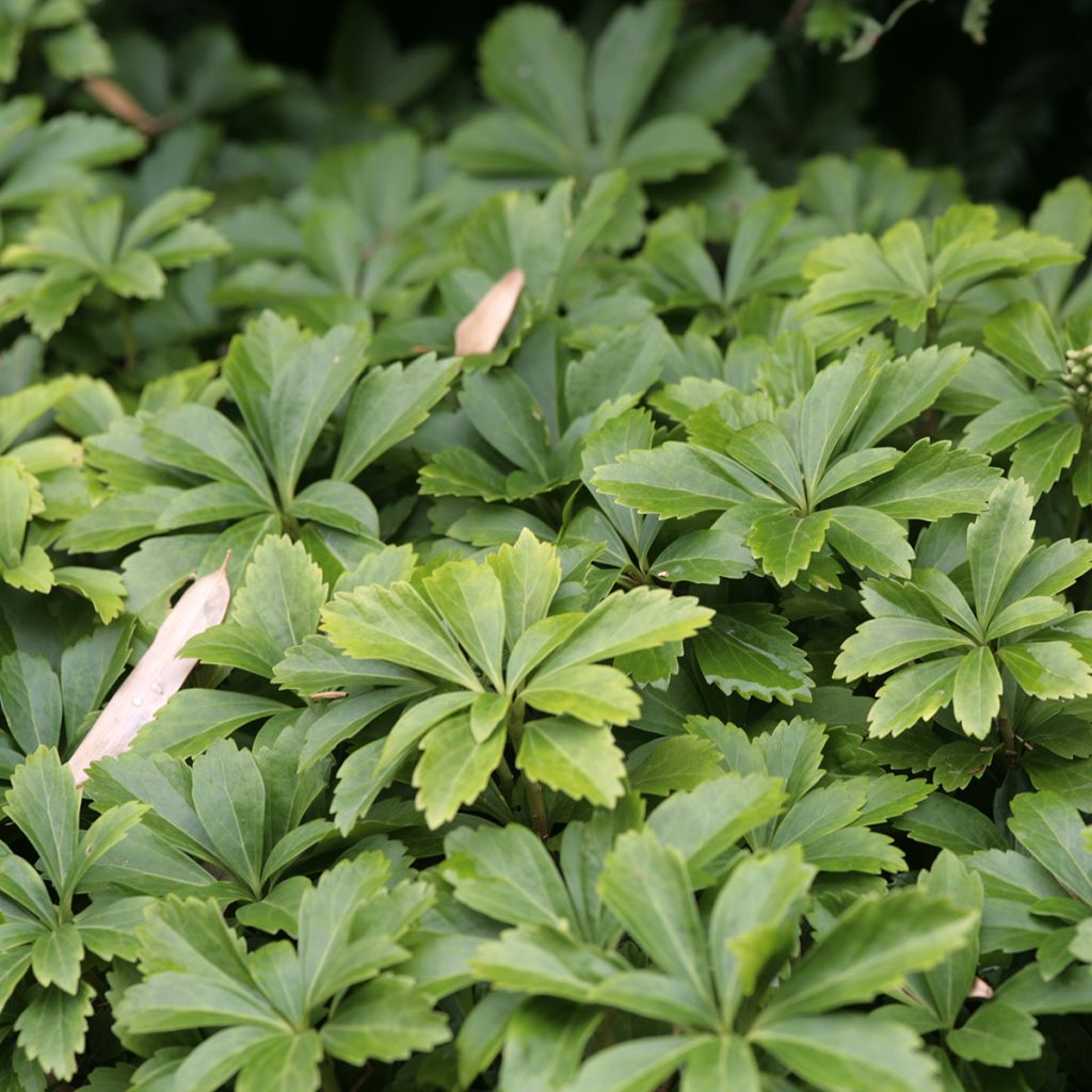 Pachysandra terminalis - Japanese Spurge