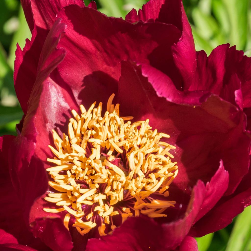 Paeonia tenuifolia Early Scout