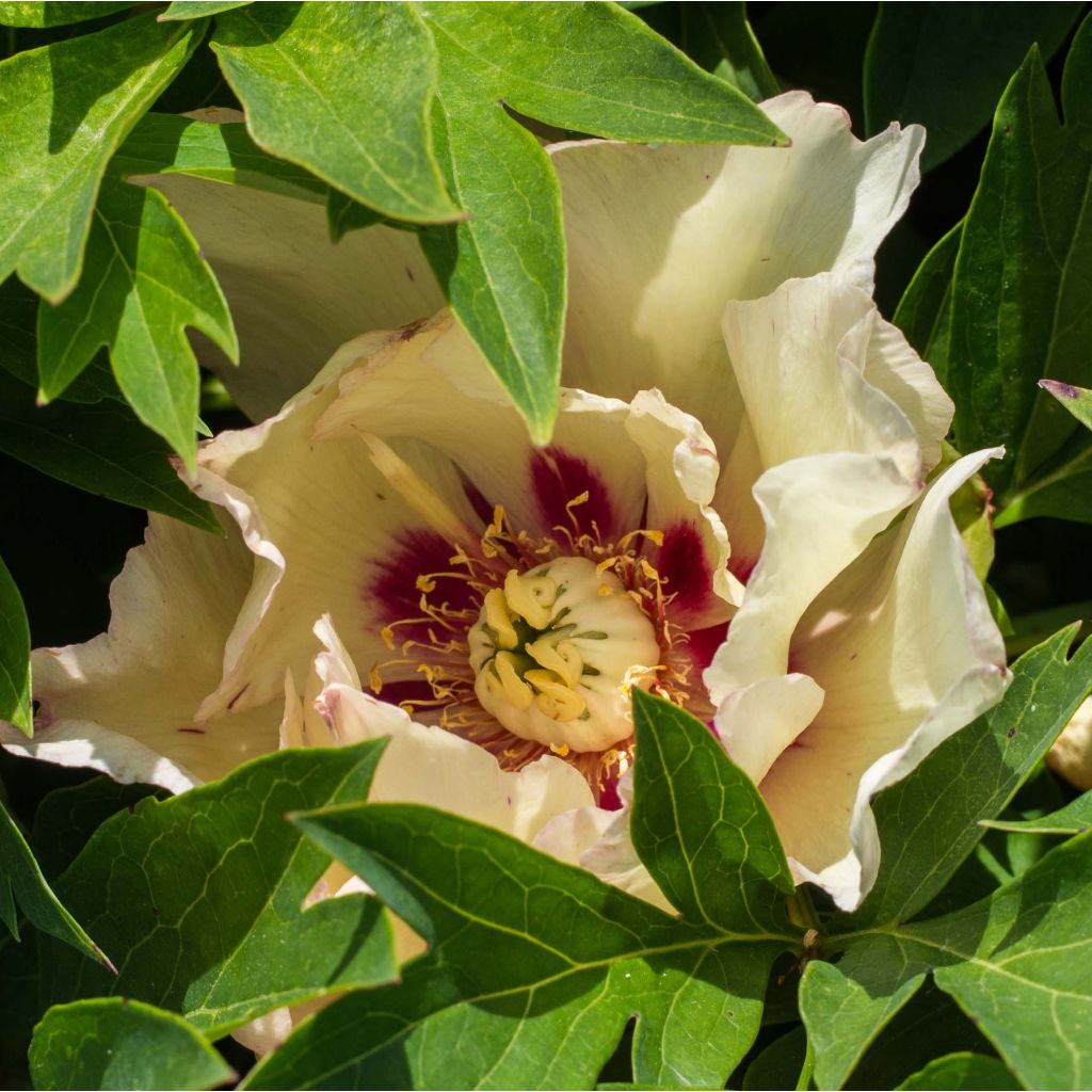 PIvoine Itoh Pastel Splendor