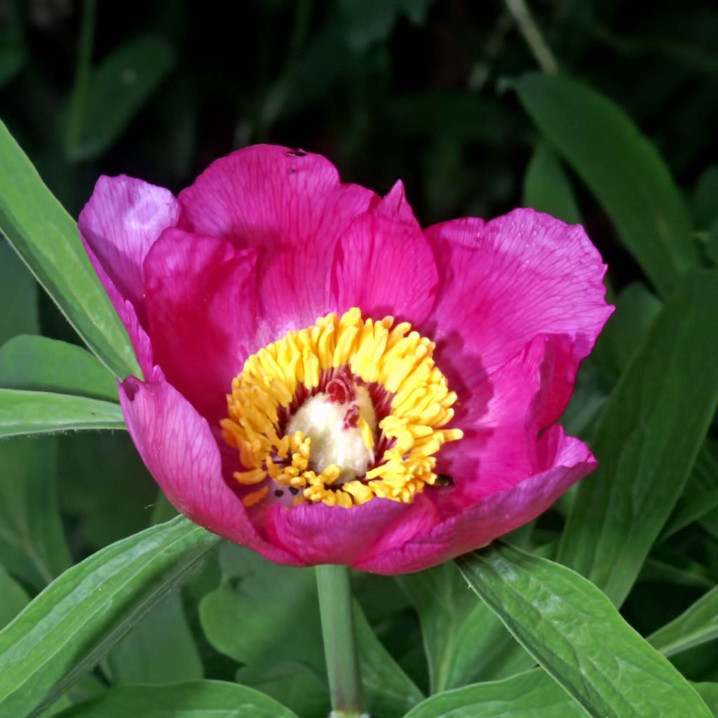 Pivoine botanique - Paeonia humilis