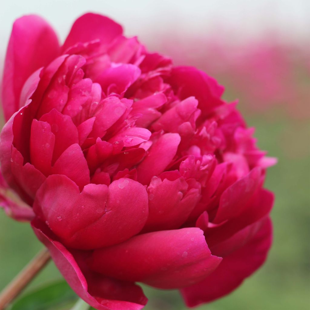 Pivoine lactiflora Adolphe Rousseau