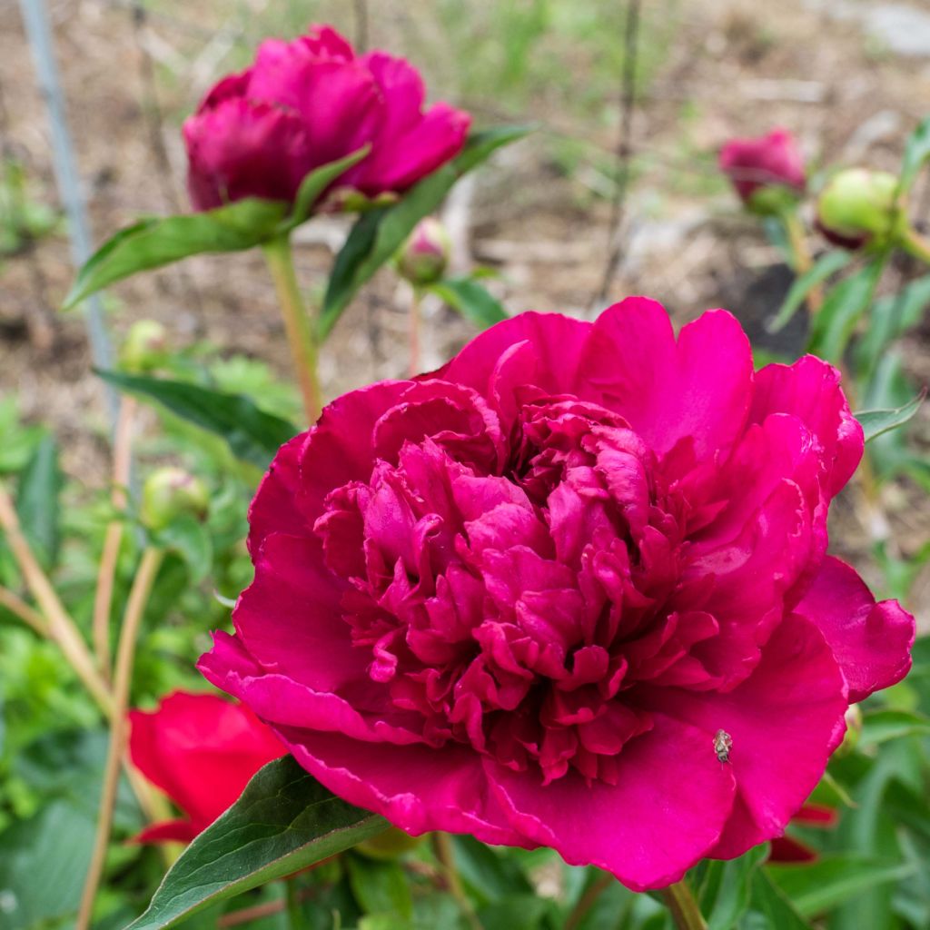 Pivoine lactiflora Big Ben