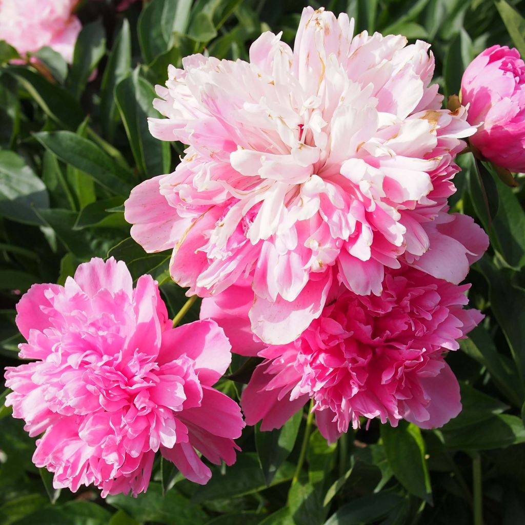 Pivoine lactiflora Edulis Superba