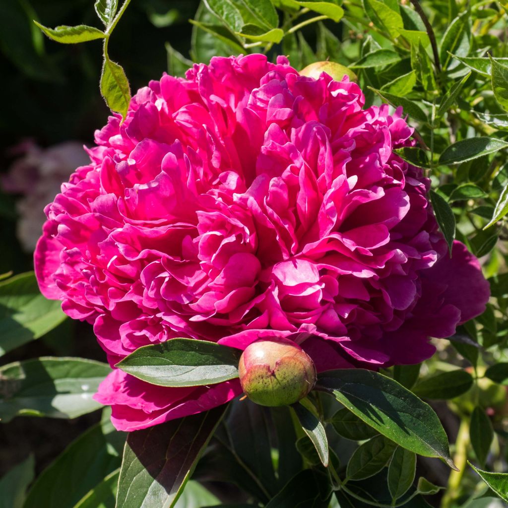 Pivoine lactiflora Félix Crousse