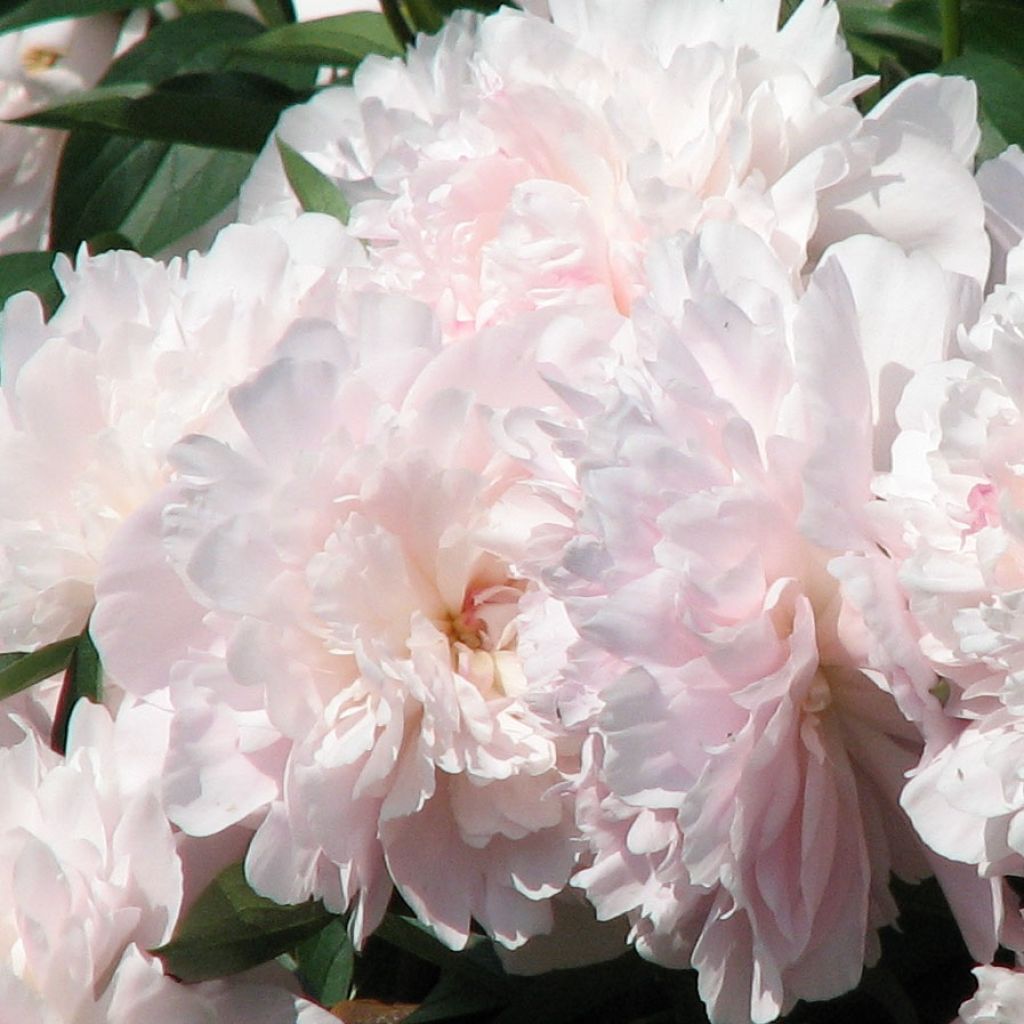 Pivoine lactiflora Madame Calot