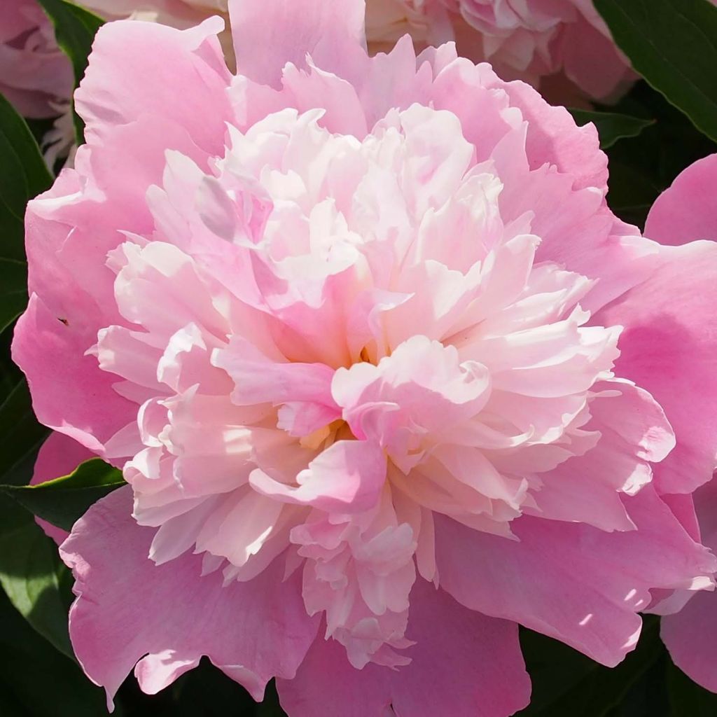 Pivoine lactiflora Monsieur Jules Elie