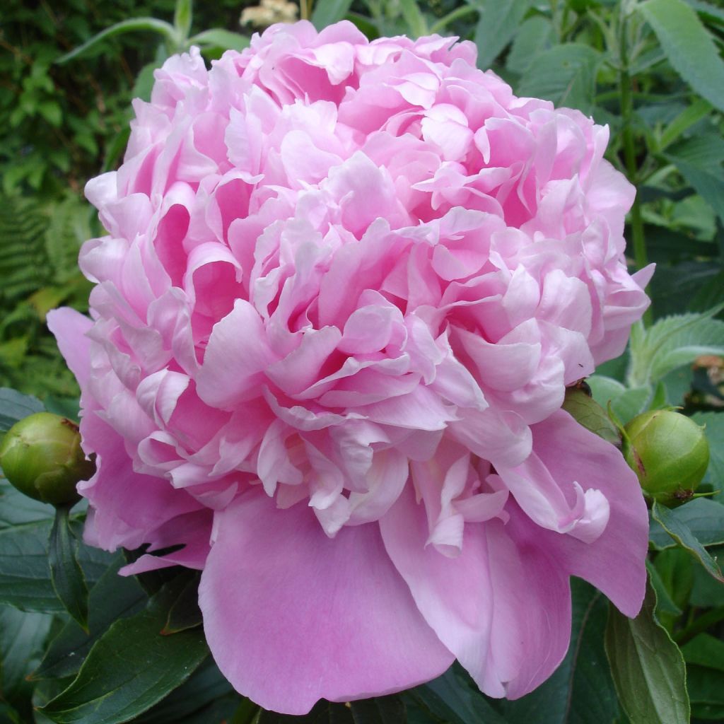 Pivoine lactiflora Monsieur Jules Elie