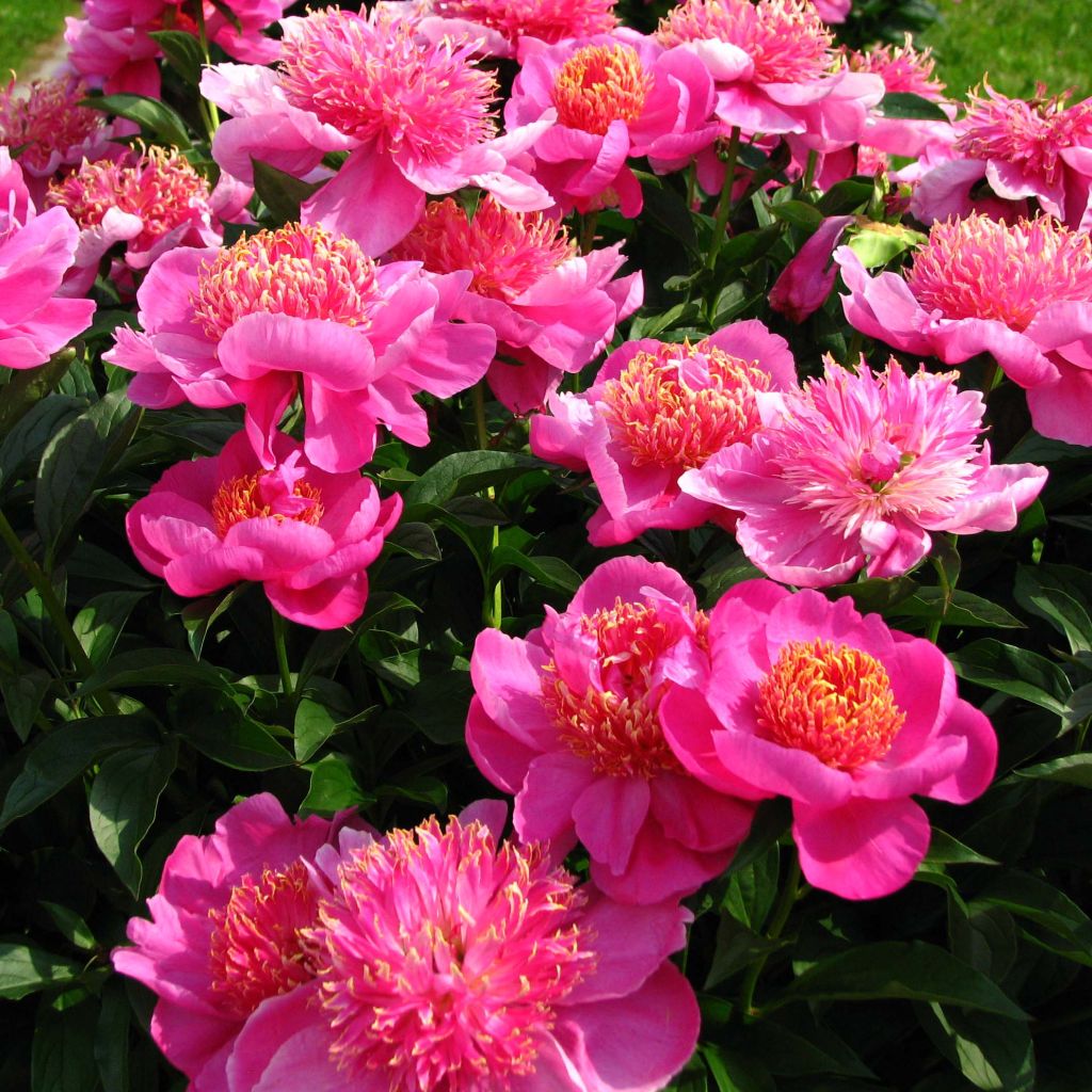 Pivoine lactiflora Neon