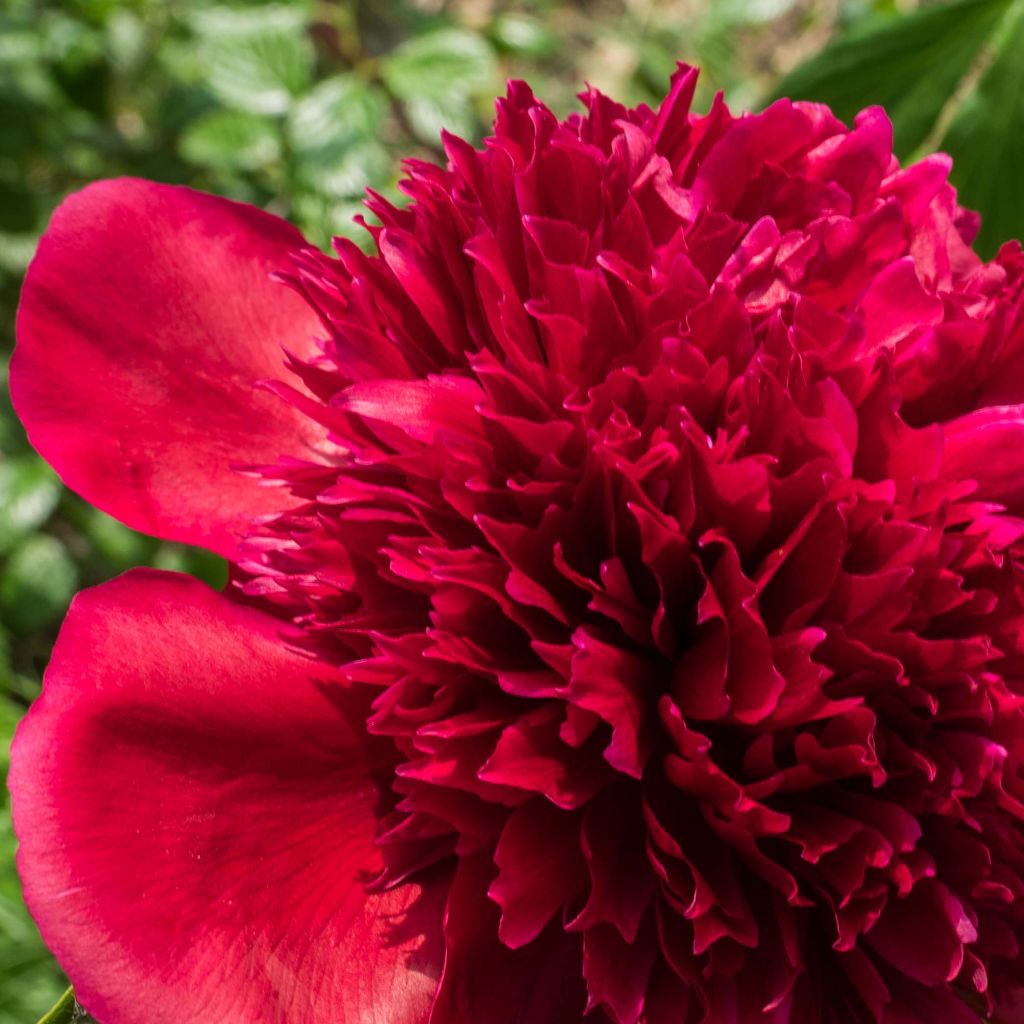 Pivoine lactiflora Red Charm