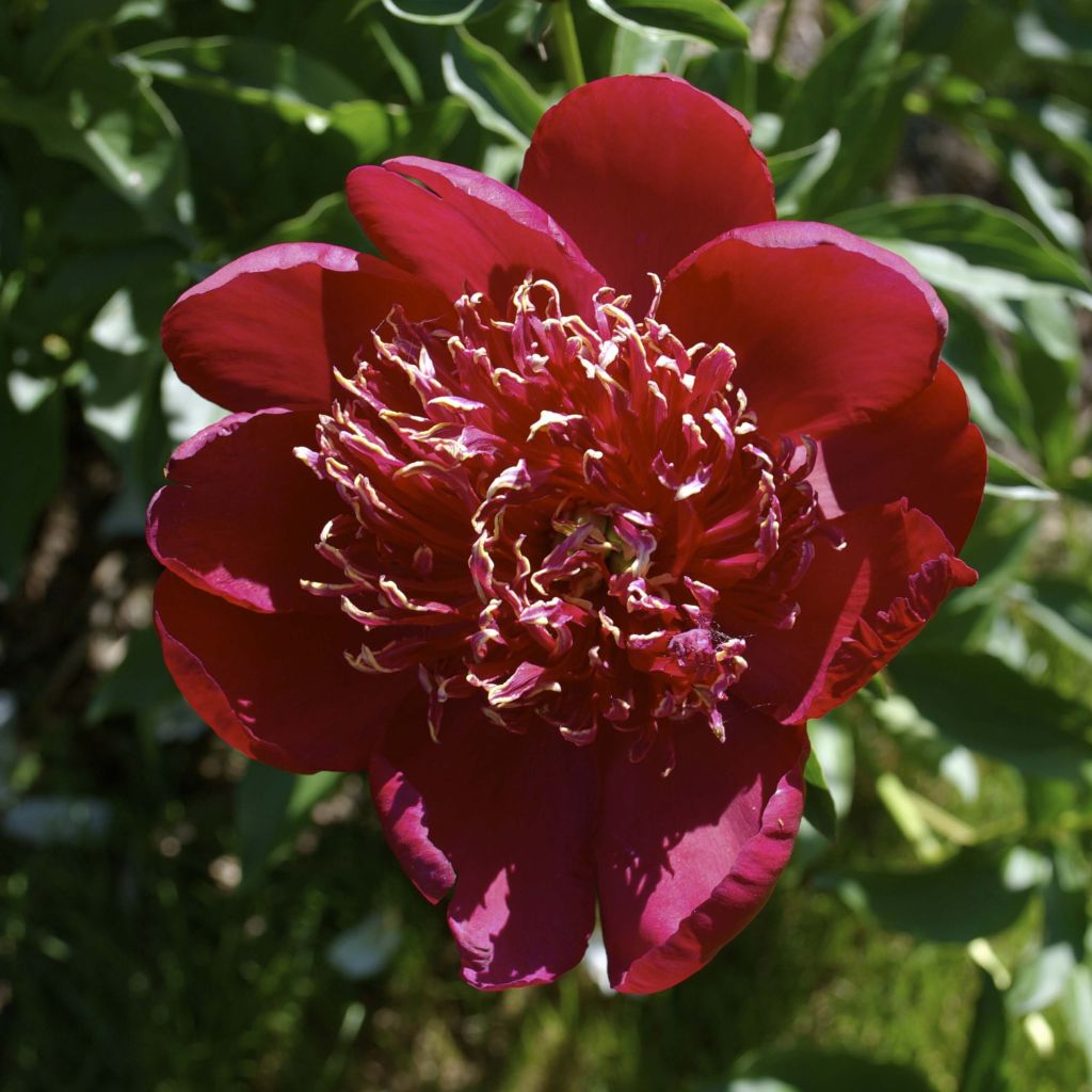 Pivoine lactiflora Red Charm