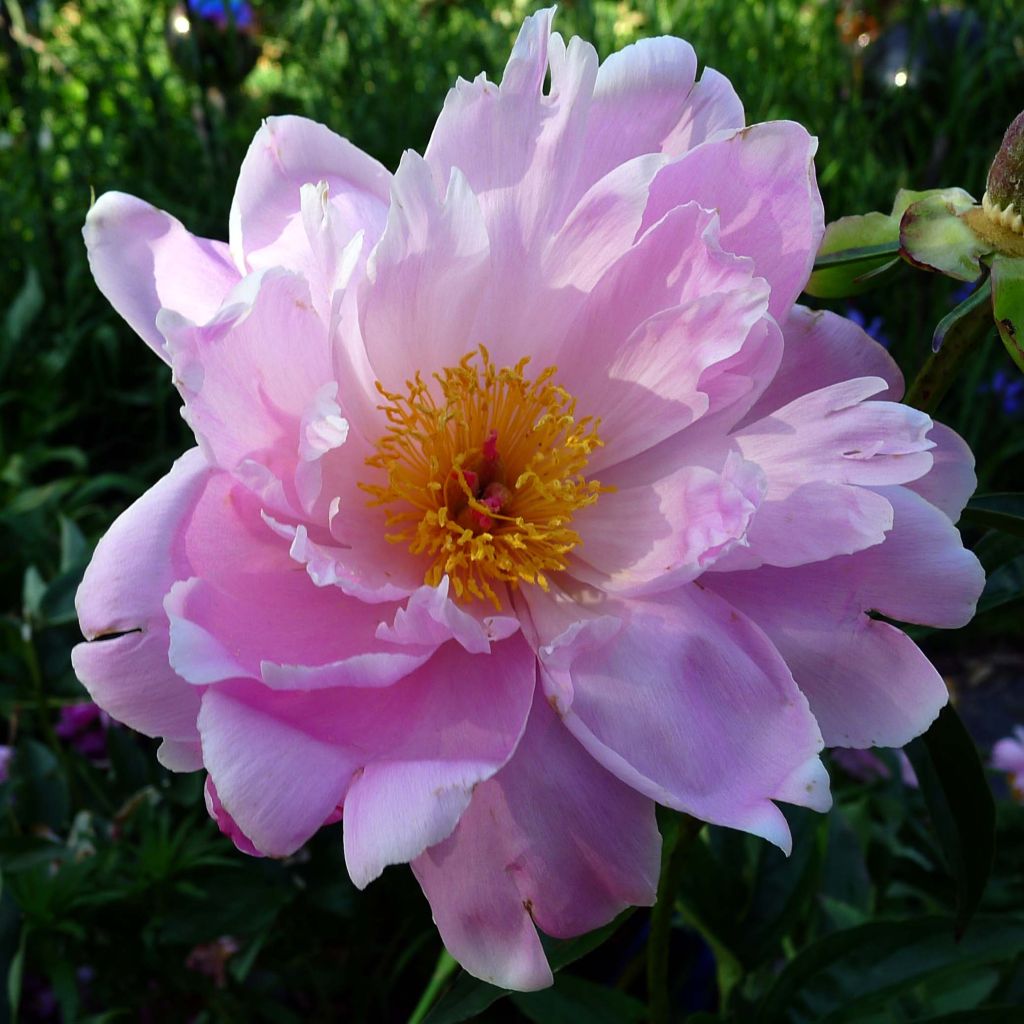 Pivoine lactiflora Sea Shell