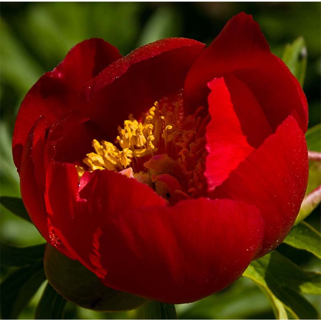 Pivoine botanique - Paeonia peregrina