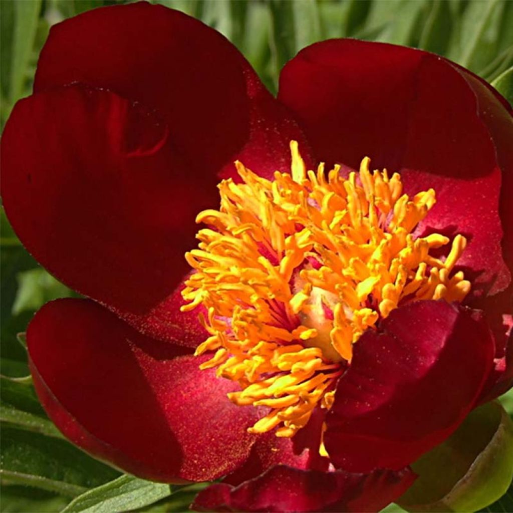 Pivoine botanique - Paeonia peregrina