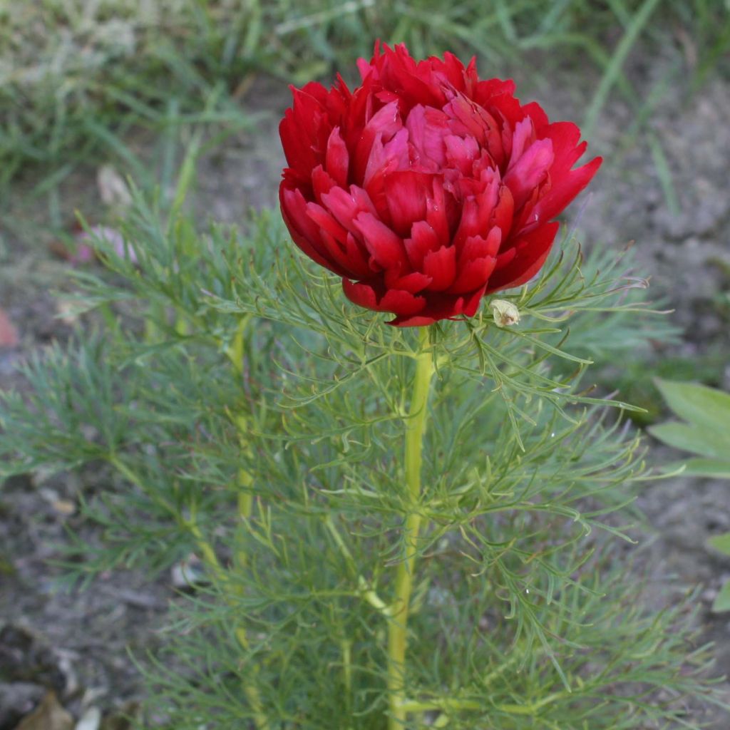 Pivoine botanique - Paeonia tenuifolia Plena