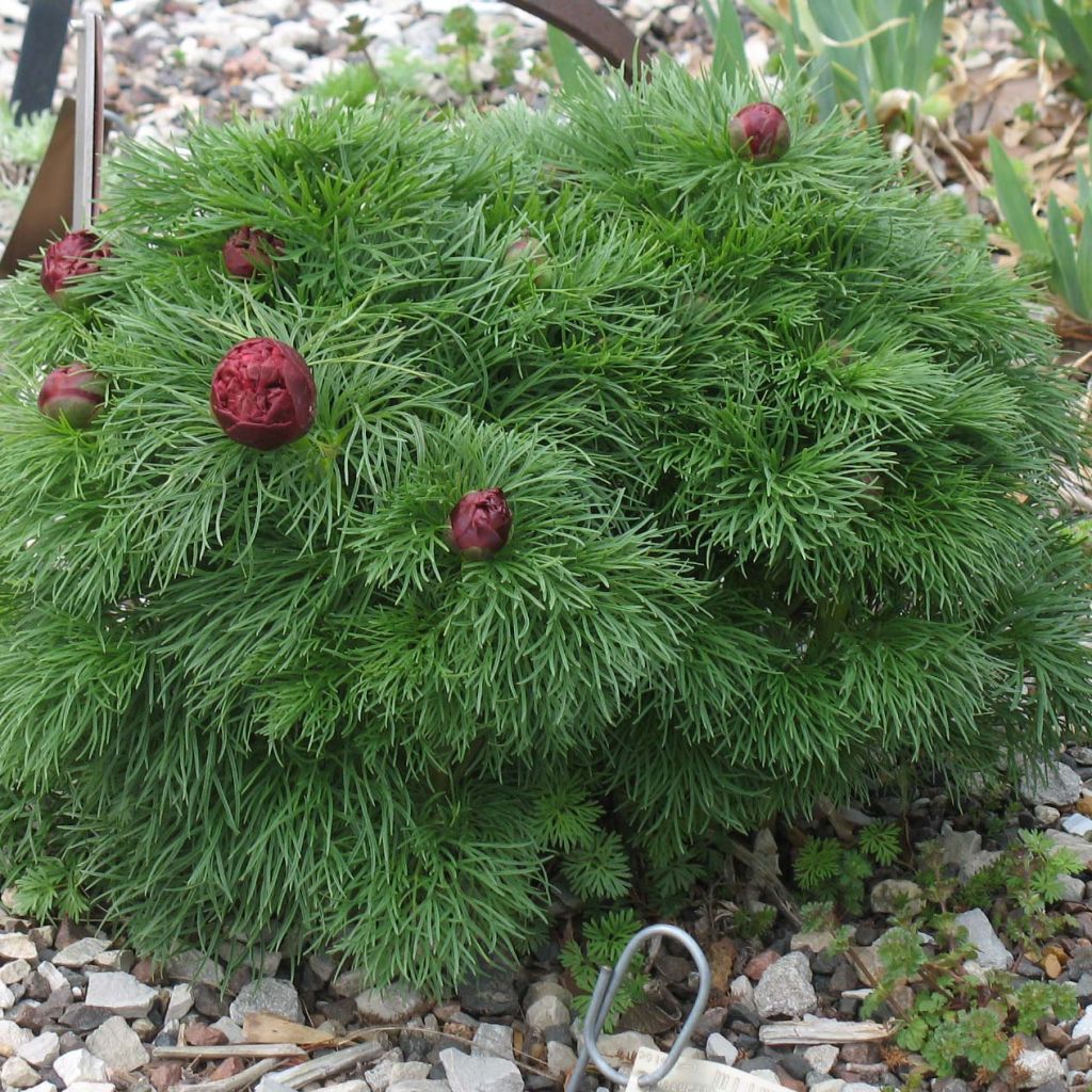 Pivoine botanique - Paeonia tenuifolia Plena