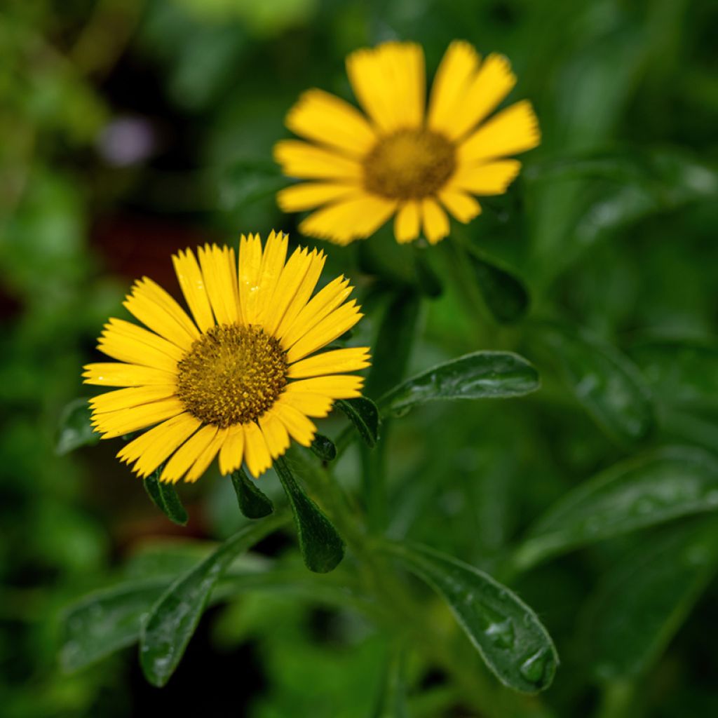 Pallenis maritima Aurelia Gold 'Asmago' - Astérolide maritime