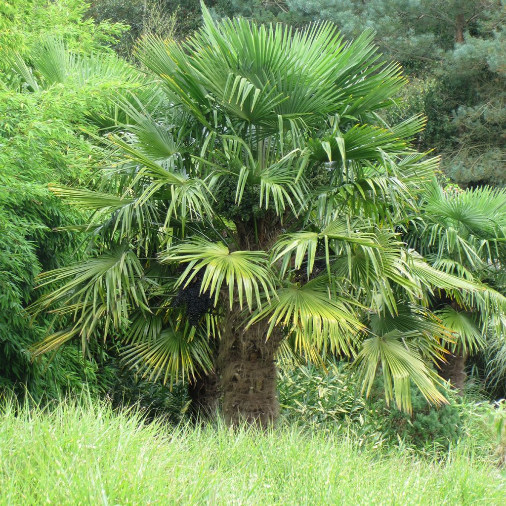 Trachycarpus fortunei - Chinese Windmill Palm