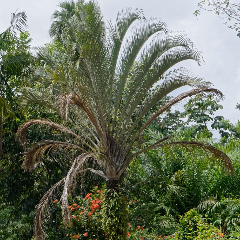 Dypsis decaryi - Triangle palm