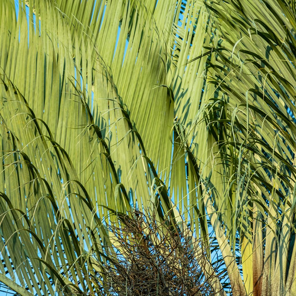 Dypsis decaryi - Triangle palm