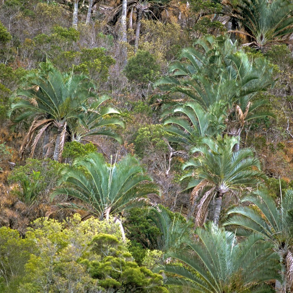 Dypsis decaryi - Triangle palm