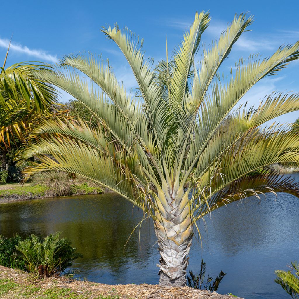 Dypsis decaryi - Triangle palm