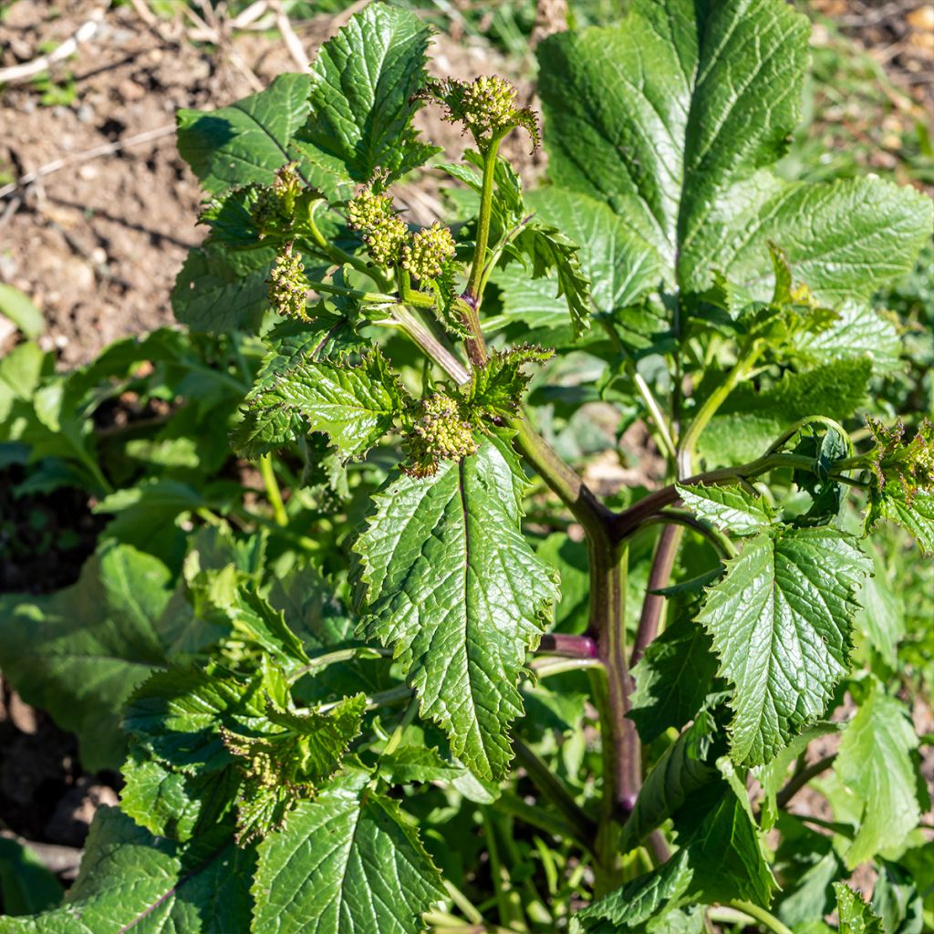 Panais cultivé ou sauvage - Pastinaca sativa subsp. Sativa