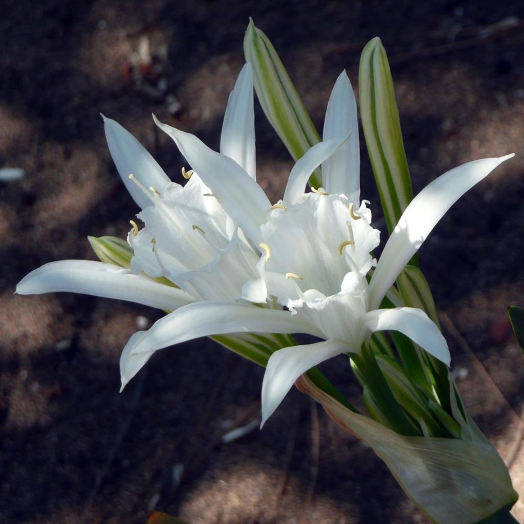 Pancratium maritimum - Lis de mer