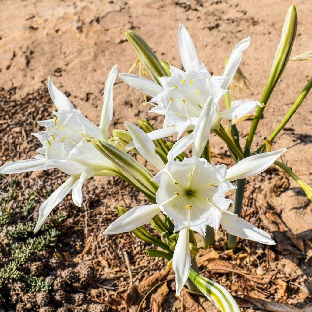 Pancratium maritimum - Lis de mer