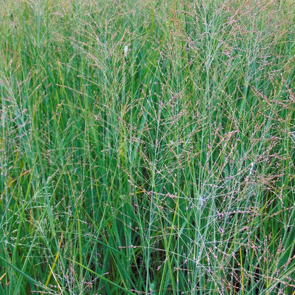 Panic érigé - Panicum virgatum Cloud Nine