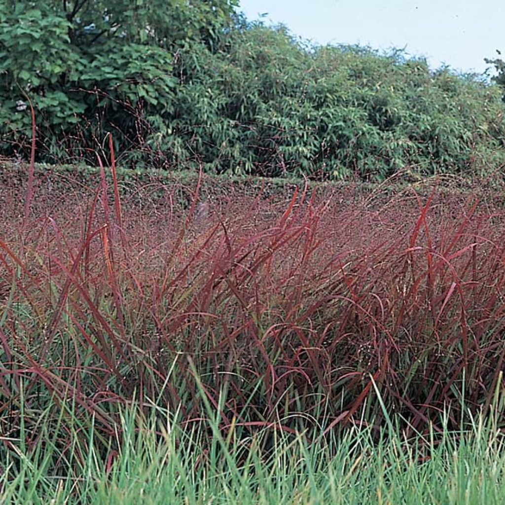 Panicum virgatum Rotstrahlbusch - Switchgrass