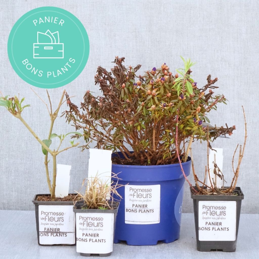 Rescue plant box