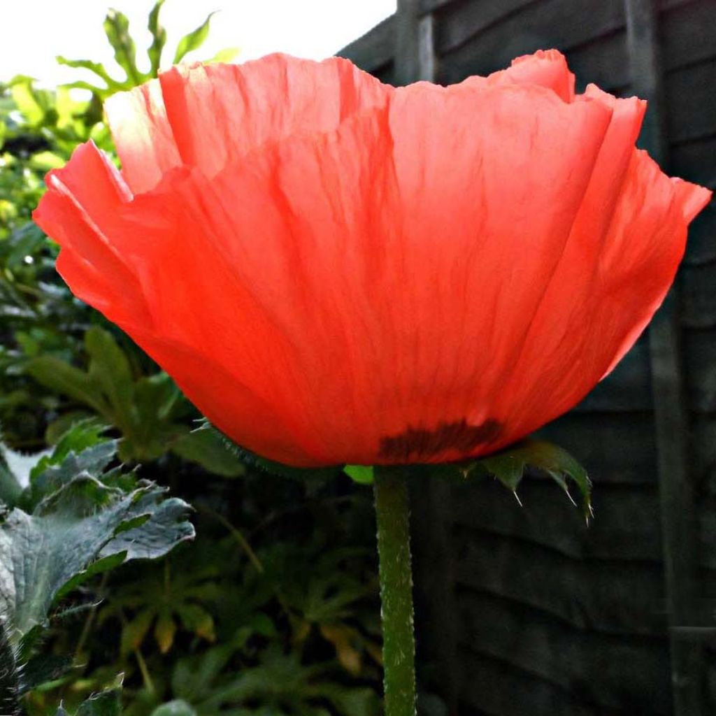 Pavot d'Orient rouge - Papaver orientale Allegro