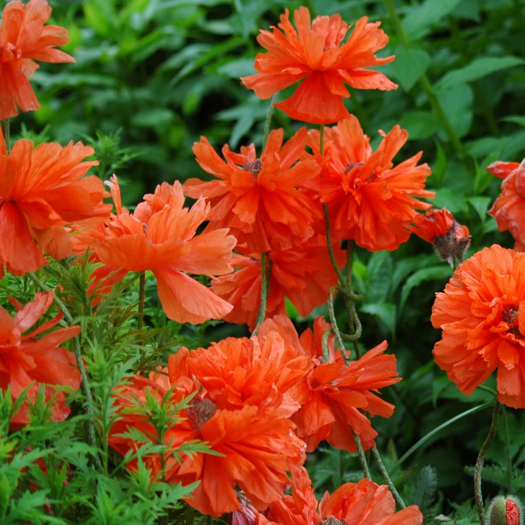 Pavot d'Orient, Papaver orientale May Queen