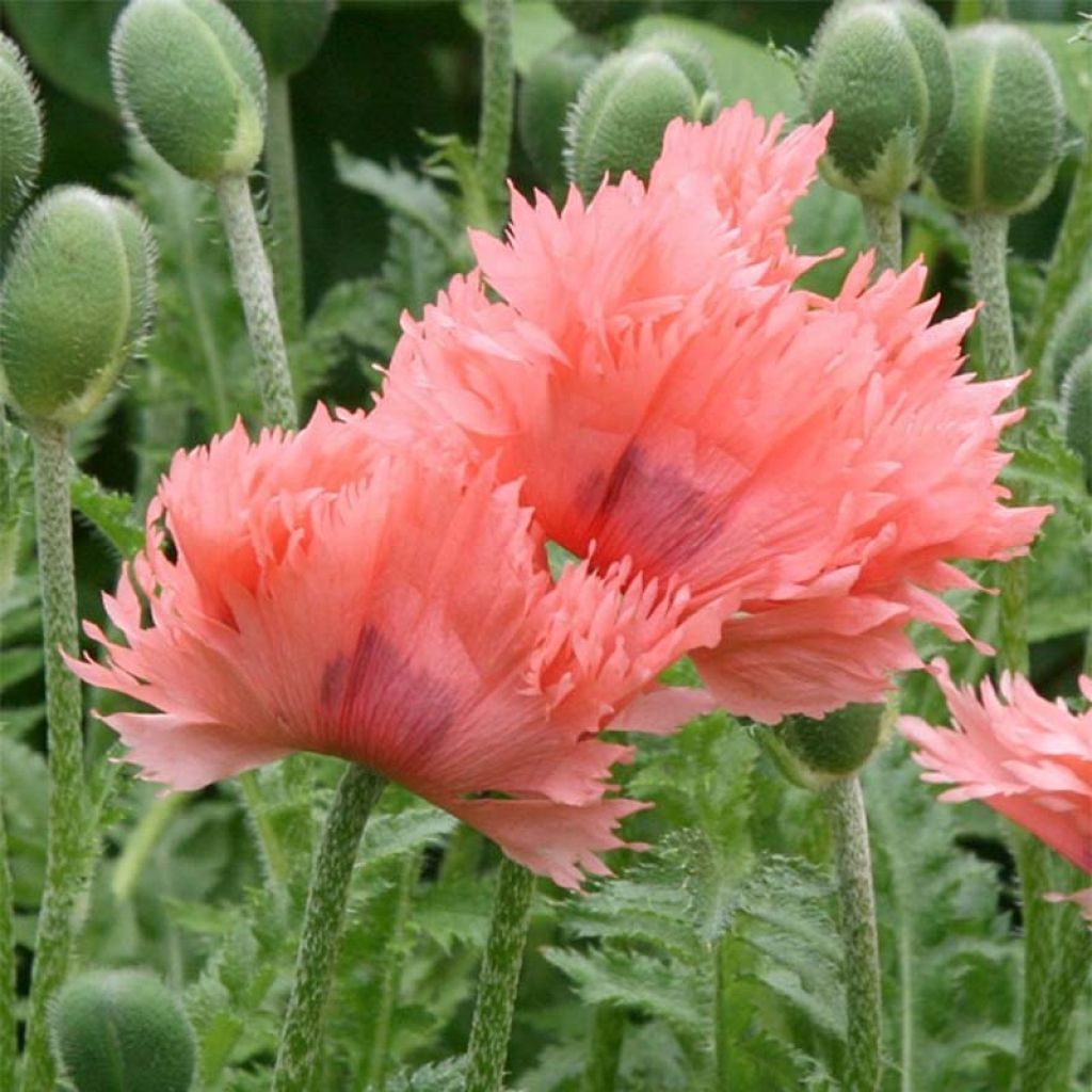 Papaver orientale Pink Ruffles - Pavot d'Orient Pink Ruffles