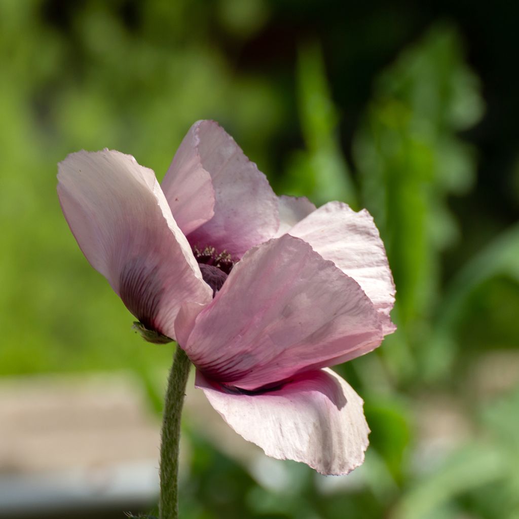 Papaver orientale Royal Wedding - Oriental Poppy